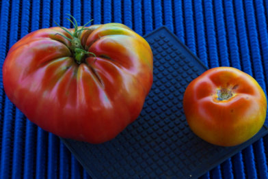 Douro Tomate neben einer Normalen.